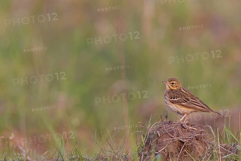 Tree Pipit (Anthus trivialis), Hesse, Germany