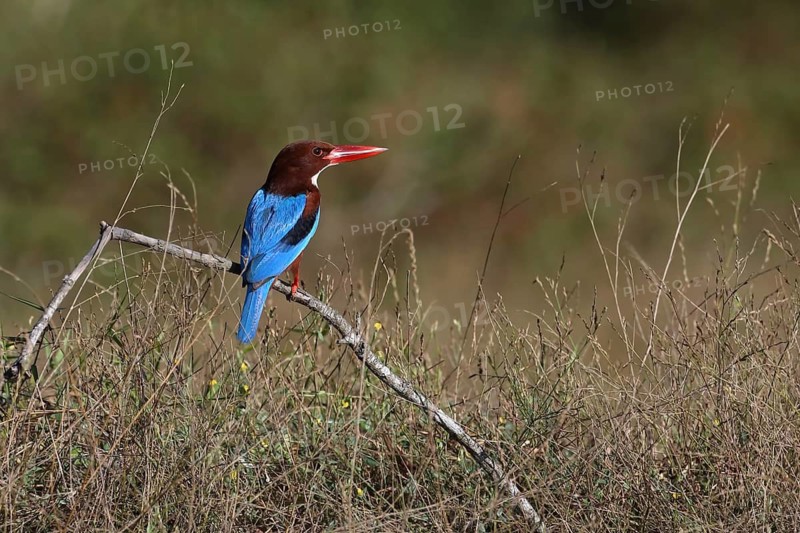 White-throated Kingfisher (Halcyon smyrnensis) perched on a branch, Penang, Malaysia