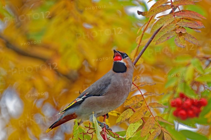 Bohemian waxwing (Bombycilla garrulus) with rowan berry in beak, sitting on rowan tree, rowan berries behind, autumn, Northern Finland, Finland