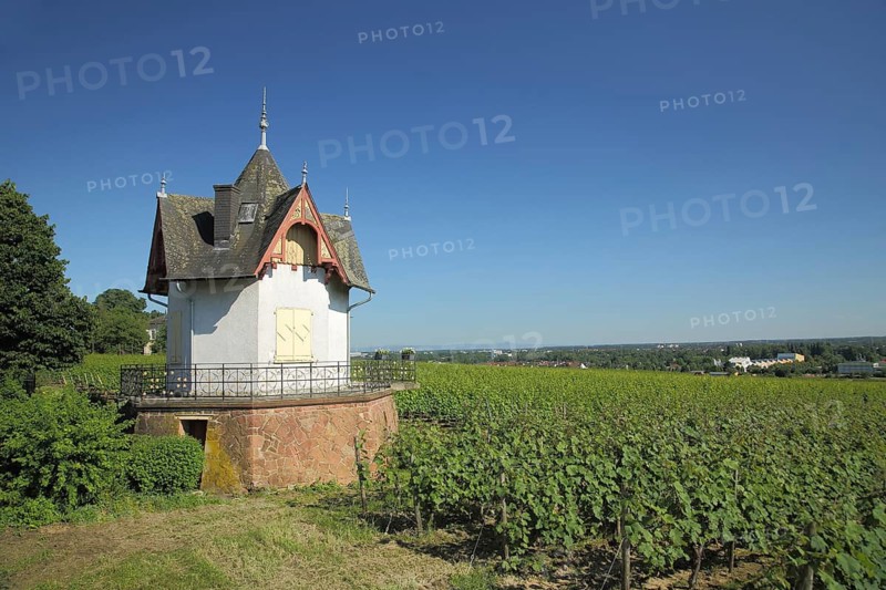 Daubhäuschen mit Weinfelder, Gartenlaube, Pavillon, Weinberghäuschen, Wine-growing region, Hochheim am Main, Taunus, Hesse, Germany