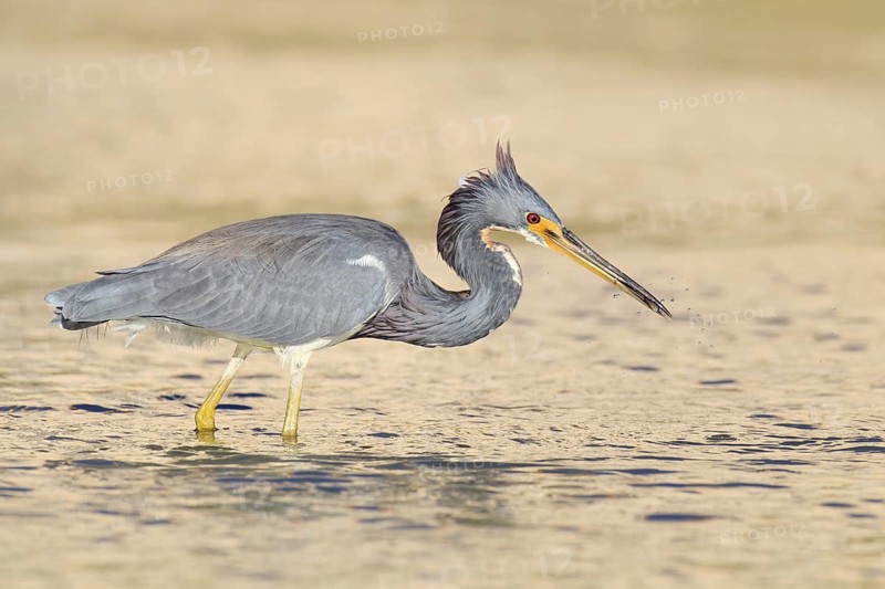 Tricolored Heron (Egretta tricolor), Florida, USA