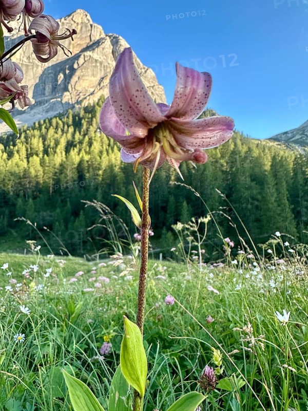 Martagon lily (Lilium martagon), flower, Karwendel nature park Park, Karwendel Mountains, Tyrol, Upper Bavaria, Germany