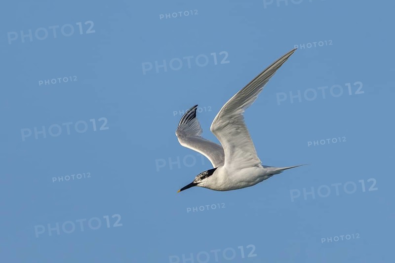 As with all terns, the wings of the sandwich tern (Thalasseus sandvicensis) taper to a point, making it an excellent flyer, rare, endangered, breeding plumage, breeding season, June, Denmark