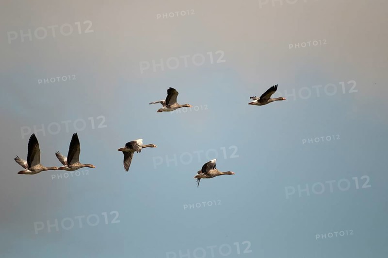 Anser Anser, Greylag or Graylag Goose, Grelag Goose, Anatidae, Birds, Duckbirds, Flying, Flight, Goose, Geese, Birds, Waterbirds, Waterbirds