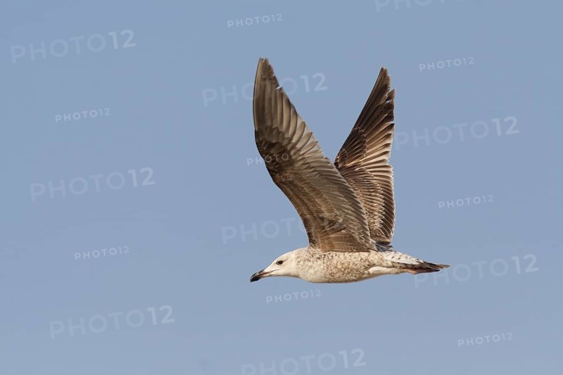 Yellow-legged Gull (Larus michahellis) flying, Portugal