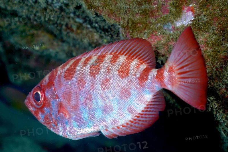 Bigeye perch (Heteropriacanthus cruentatus)