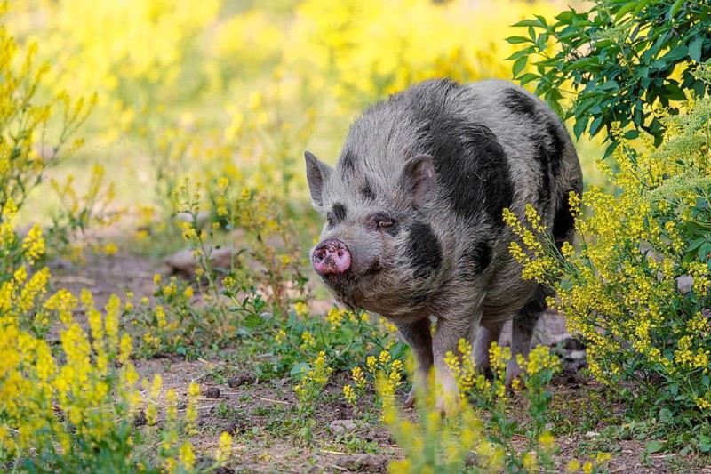 A Kunekune pig (sus scrofa domesticus), a domestic breed from New Zealand walks walks through a yellow flowering meadow. Captive, Austria