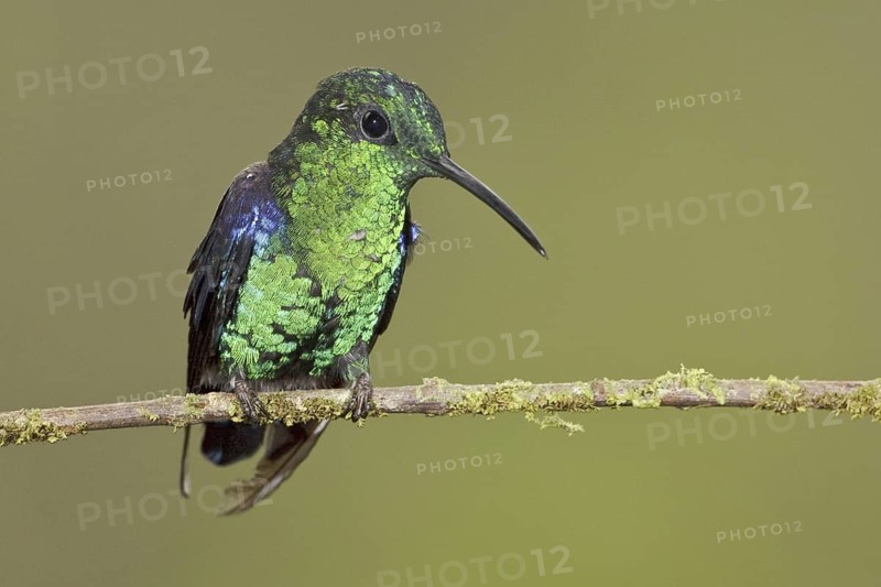 Crowned Woodnymph (Thalurania colombica hypochlora), Ecuador