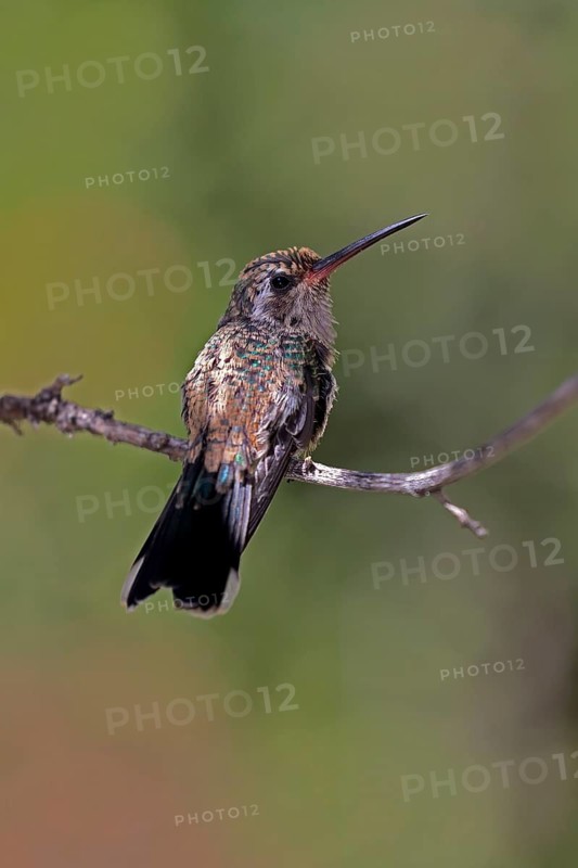 Broad-billed hummingbird (Cynanthus latirostris), adult, female, in perch, Sonoran Desert, Arizona, North America, USA