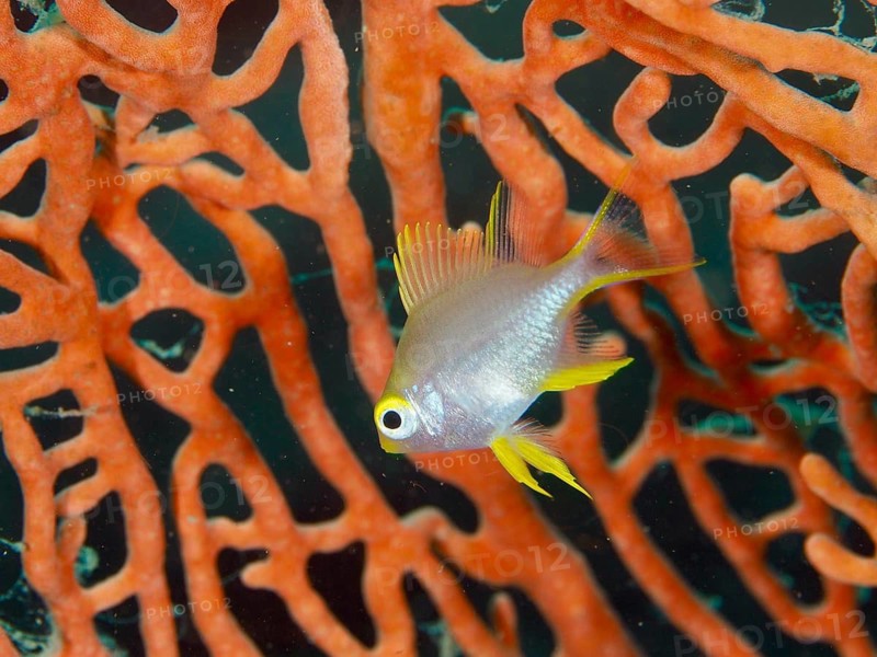 A small fish, a juvenile Golden damselfish (Amblyglyphidodon aureus), swimming near bright orange coral formations, Spice Reef dive site, Penyapangan, Bali, Indonesia