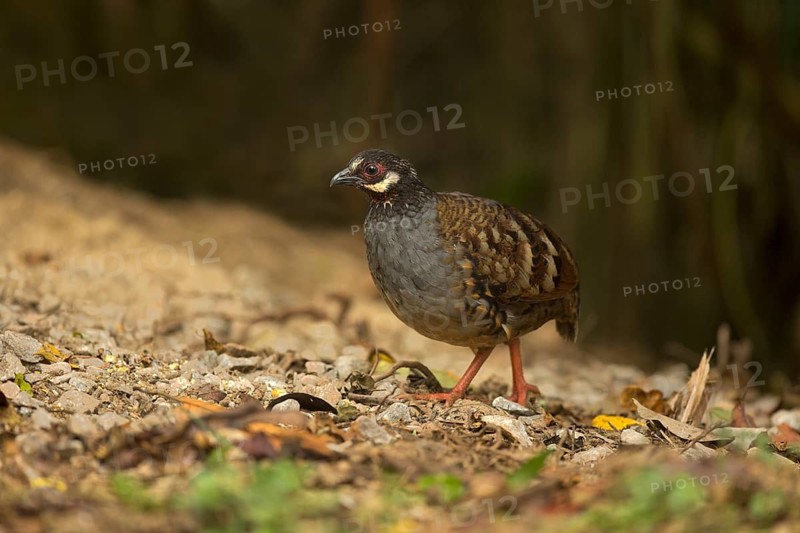Malaysian Partridge (Arborophila campbelli), Pahang, Malaysia