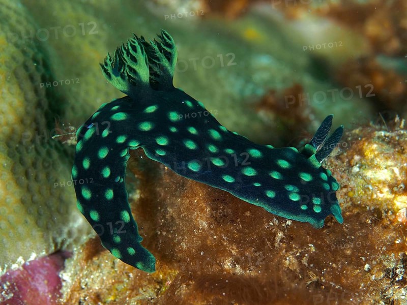 Neon star snail (Nembrotha cristata) with green dots, moving over the reef, dive site Spice Reef, Penyapangan, Bali, Indonesia