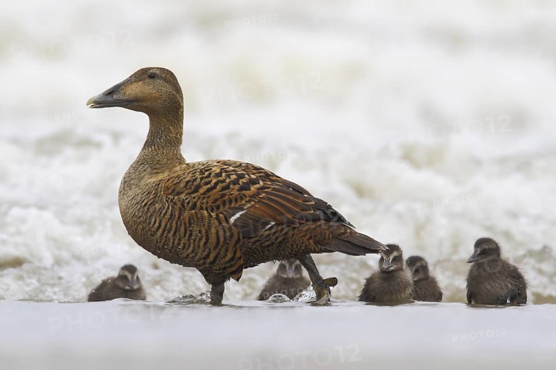 Common Eider (Somateria mollissima) with chicks, Schleswig-Holstein, Germany