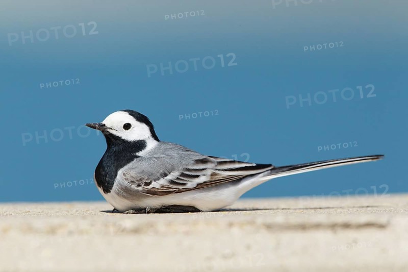 White Wagtail (Motacilla alba) male, Cyprus