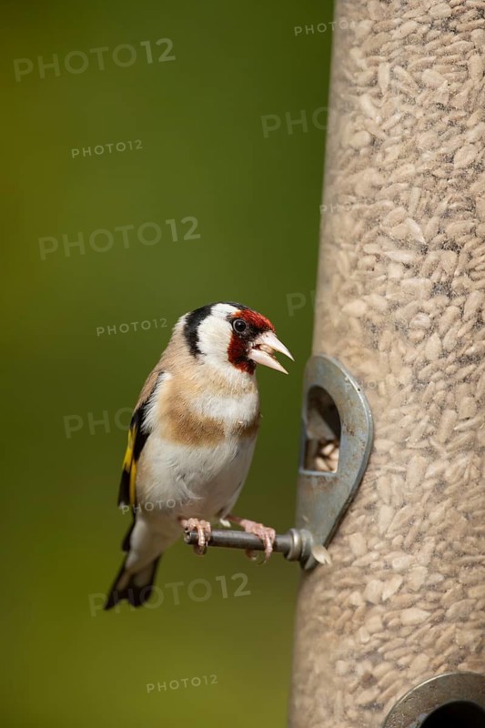 European goldfinch (Carduelis carduelis) adult bird feeding on sunflower seeds hearts from a garden bird feeder, England, United Kingdom