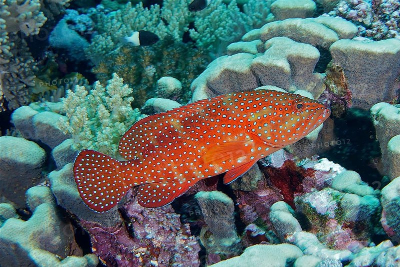 Jewelled grouper (Cephalopholis oligosticta)