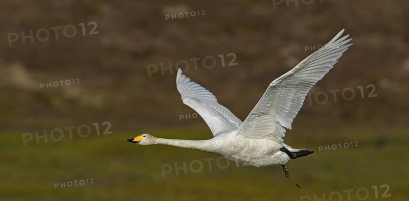 Whooper swan, (Cygnus cygnus), animals, birds, swans, duck family, flight photo, Varanger, Finnmark, Norway