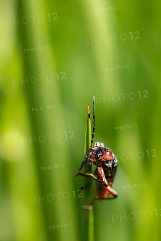 A beetle climbing up a green blade of grass, set against a soft background in a natural environment, the common soft beetle or soldier beetle (Cantharis fusca), on a blade of grass, Baden-Württemberg, Germany