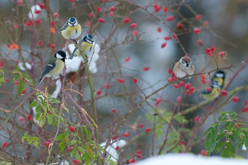 Blue tit, great tit, dog rose, great tit, parus caeruleus, parus major, rosa canina, rosaceae, rose family, autumn, birds, dog rose, flora, rose hips, autumn, tits, passeri, plants, snow, songbirds, snow, songbirds, tits, birds