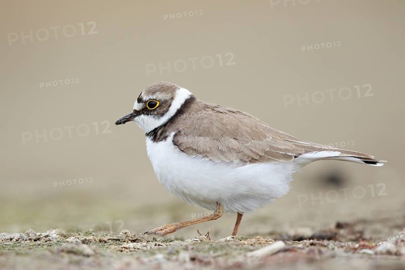 Little Ringed Plover (Charadrius dubius) female, North Rhine-Westphalia, Germany