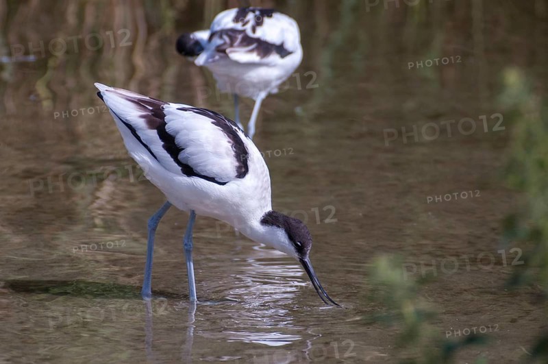 Avocet, Recurvirostra avosetta, saber beaks, birds, charadriiformes, limikolen, birds, waders, waterbirds, waders