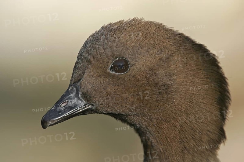 Maned Duck (Chenonetta jubata) female, Arizona, USA