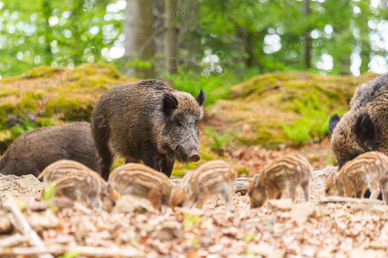 Wild boar (Sus scrofa) mother with her piglets (Squeaker) in a forest, Bavaria, Germany