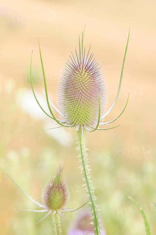 Wild teasel (Dipsacus fullonum), in flower, growing on fallow land, industrial wasteland, fallow land, commercial estate, industrial estate, industry, commerce, area, flowering fallow land, flowering area, in bloom, bee pasture, insect pasture, summer, July, wild bee, bumblebee, insect, insect-friendly, bee-friendly, Siegerland, North Rhine-Westphalia, Germany
