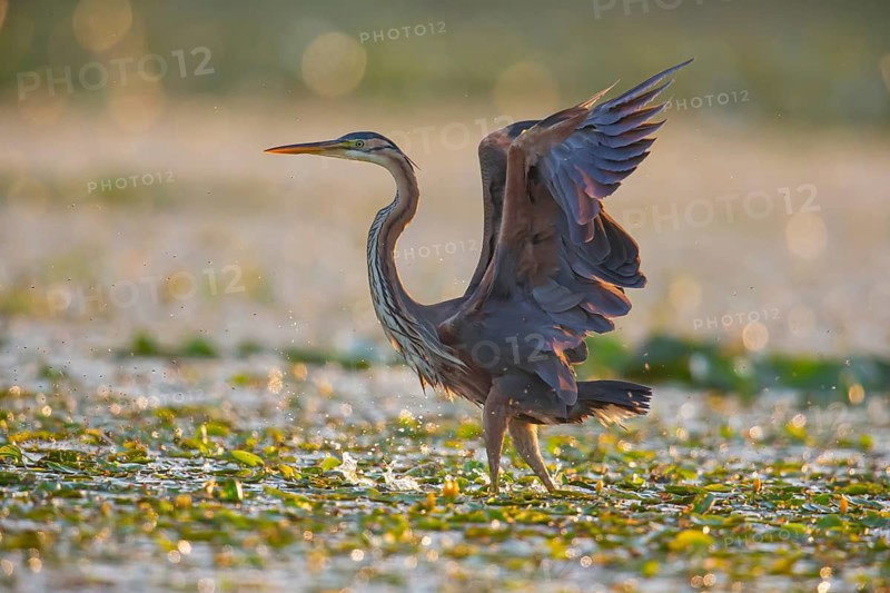 Purple heron (Ardea purpurea), the bird searches for prey in shallow water in the early morning and flies off, Hungary