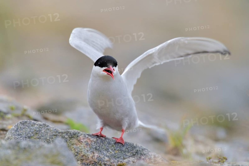 Common Tern (Sterna hirundo) calling, Schleswig-Holstein, Germany