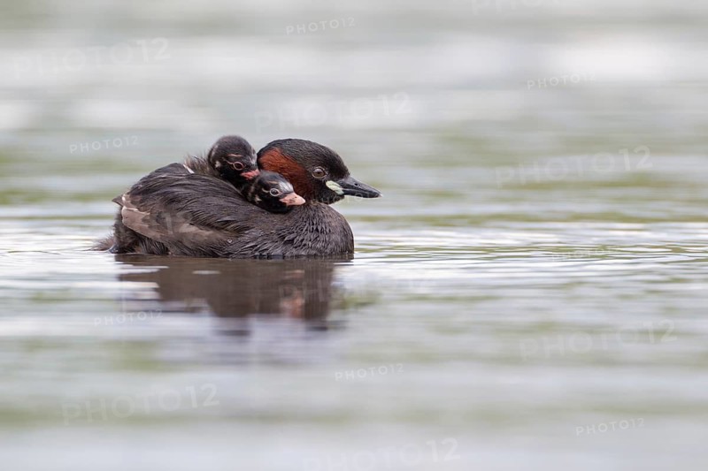 Little Grebe (Tachybaptus ruficollis) with chicks, Saxony, Germany