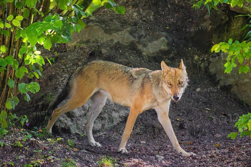 A female grey wolf (Canis lupus lupus) walks past her den in the forest on a sunny day