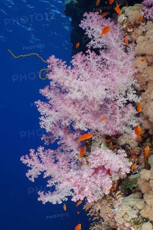 Hemprich's tree coral (Dendronephthya hemprichi), Dangerous Reef dive site, St Johns Reef, Saint Johns, Red Sea, Egypt