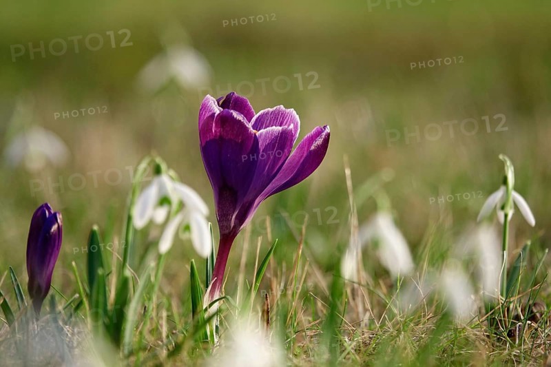 Crocus blossom, beginning of March, Germany