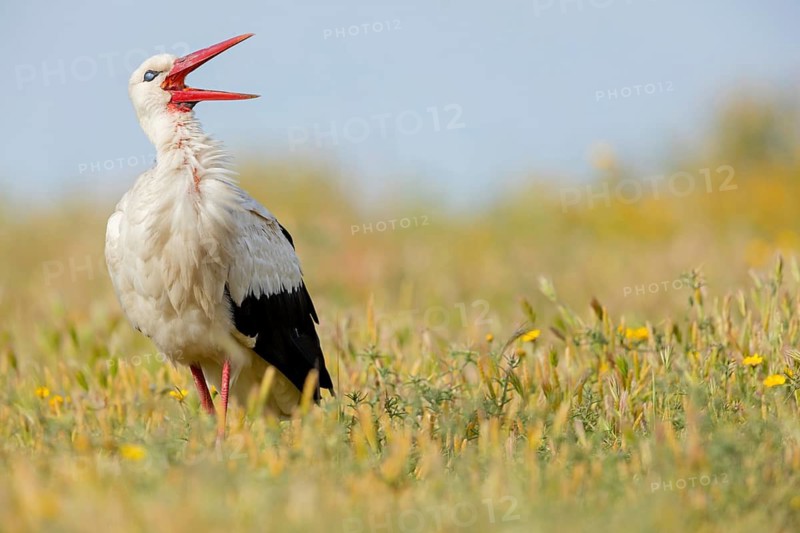 Weißstorch, White Stork, Ciconia ciconia, Cigogne blanche, Cigüeña Blanca, Cigüeña Común