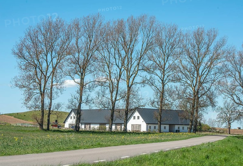 Farmhouse behind row of tall trees and blue sky at Kåseberga, Ystad Municipality, Skåne County, Sweden, Scandinavia