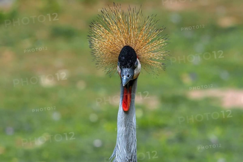 Crowned Crane (Balearica pavonina), Nuremberg Zoo, Middle Franconia, Bavaria, Germany
