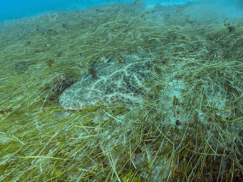 A well-camouflaged angel shark (Squatina squatina) amongst seagrass (Cymodocea nodosa) on the seabed, at the El Cabron Marine Protected Area dive site, Arinaga, Gran Canaria, Spain, Europe, Atlantic Ocean