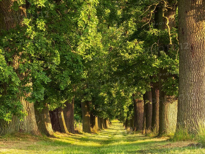 Oak avenue in the morning light, Magdeburger Börde, Saxony-Anhalt, Germany