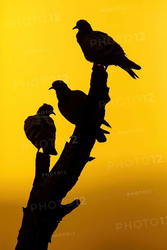 Rock Pigeon, Rock Dove, Rock Pigeon, Feral Rock Pigeon, (Columba livi), Pigeon biset, Paloma Bravía, three animals, silhouette, sunset, Tawi Atayr, Salalah, Dhofar, Oman
