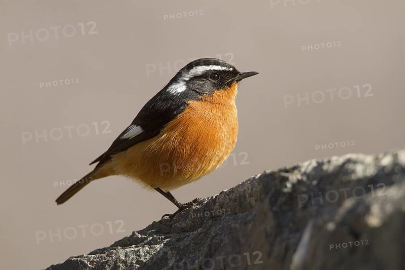 Moussier's Redstart (Phoenicurus moussieri) male, Morocco