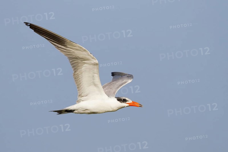 Caspian Tern (Hydroprogne caspia) flying, Oman