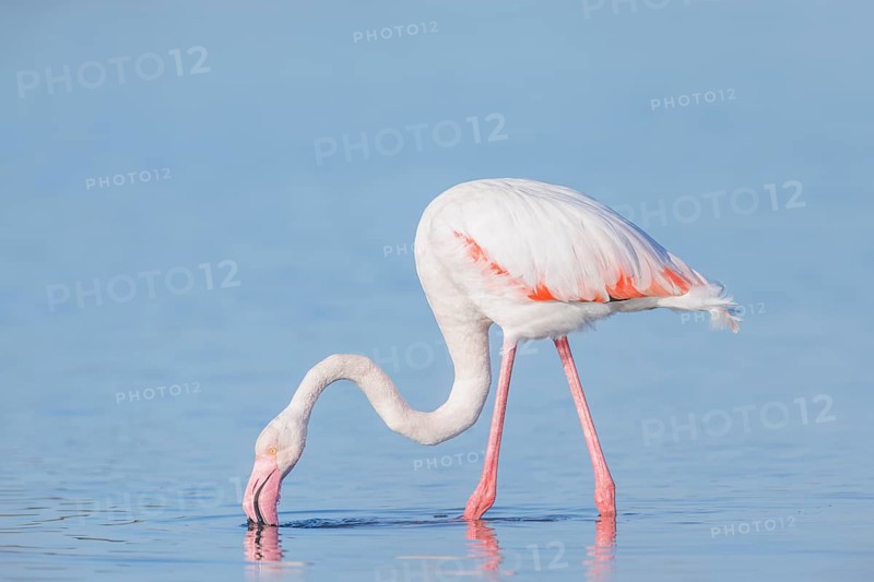 Rosaflamingo, Phoenicopterus roseus Greater Flamingo, Phoenicopterus roseus