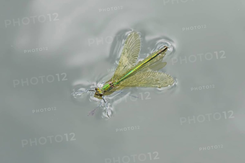 Banded demoiselle damselfly (Calopteryx splendens) adult female insect floating on the water surface of a river in summer, Suffolk, England, United Kingdom