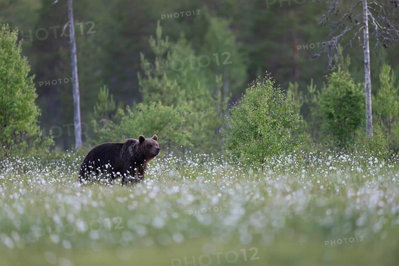 Brown bear (Ursus arctos) in the Finnish taiga, Kuusamo, Finland
