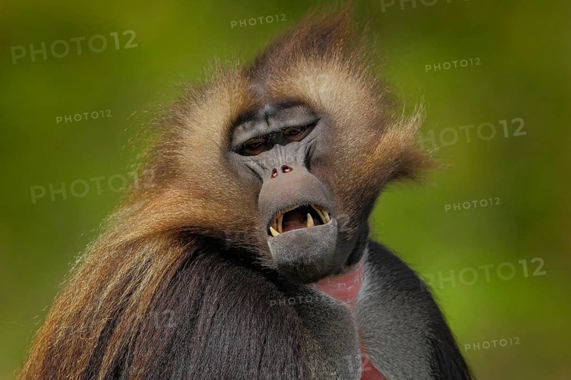 Detail portrait of monkey. Portrait of Gelada Baboon with open muzzle with tooths. Portrait of monkey from African mountain. Simien mountain with gelada monkey. Big monkey gelada from Ethiopia