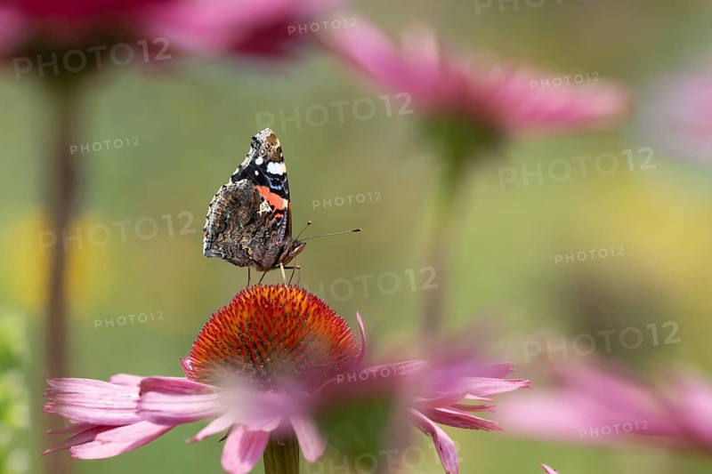 Red admiral (Vanessa atalanta) butterfly adult feeding on a garden Coneflower (Echinacea purpurea) flower, Norfolk, England, United Kingdom