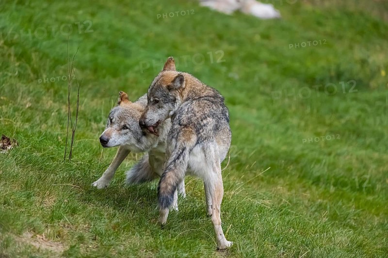 Two adult male eurasian gray wolves (Canis lupus lupus) grooming each other