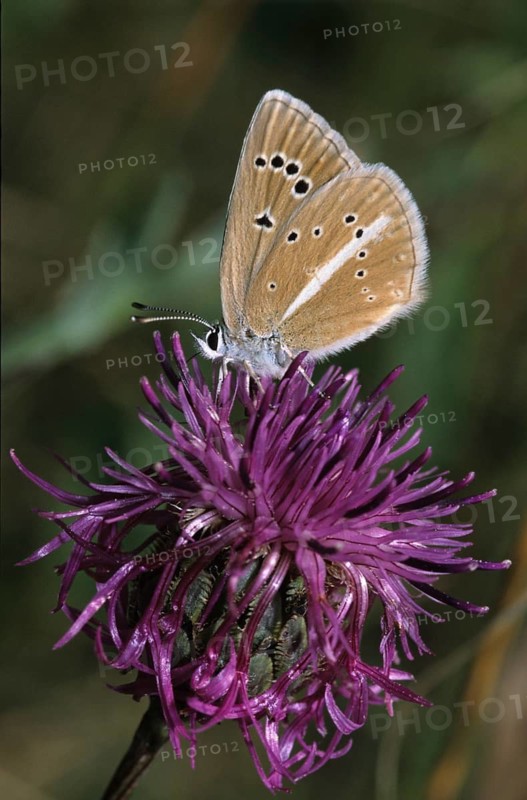 Damon blue, large esparset blue, polyommatus damon, striped blue, white dagger blue, butterfly, high size, portrait format, insects, butterflies, butterflies, butterflies