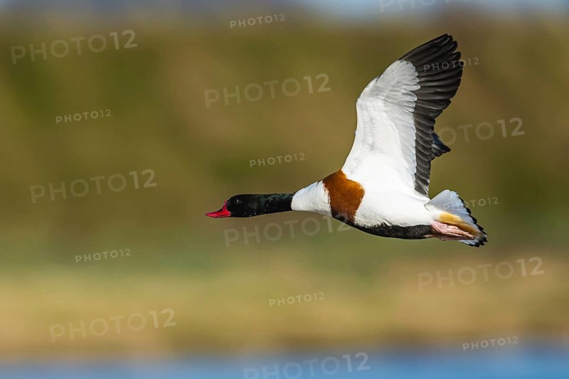 Common Shelduck, Tadorna tadorna, bird in flight over winter marshes